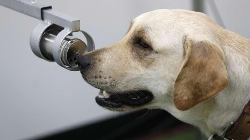 अब कोरोना संक्रमित व्यक्तियों का पता कुत्ते भी लगायेंगे, 90 प्रतिशत मामलों में मिली सफलता…!